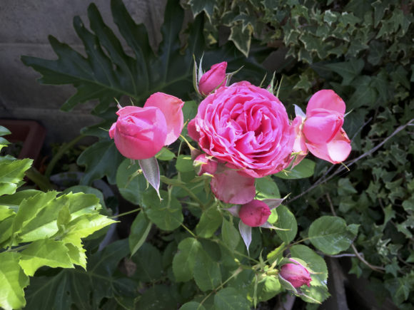 Thumbnail of post image 197