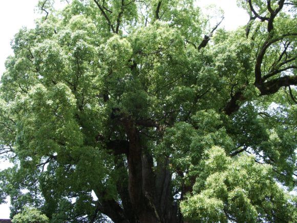 Thumbnail of post image 172