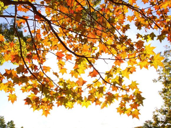 Thumbnail of post image 114