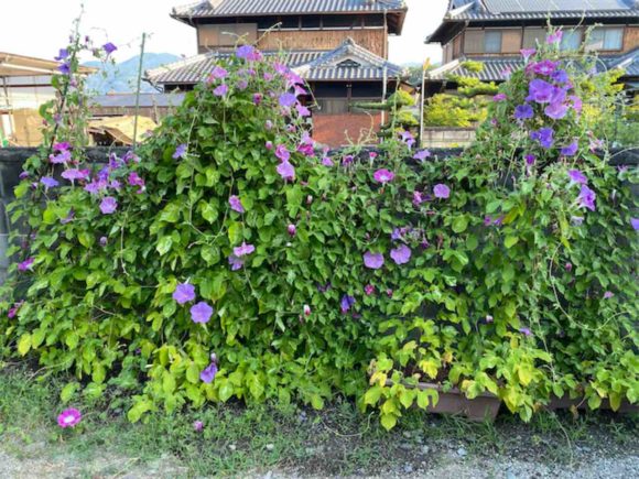 Thumbnail of post image 078