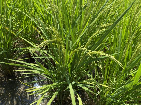 Thumbnail of post image 089