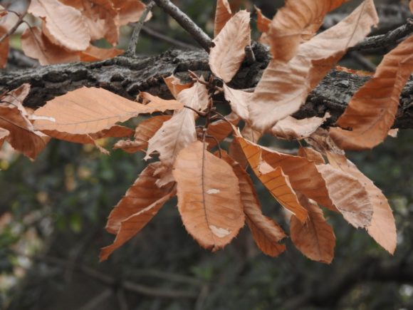 Thumbnail of post image 042