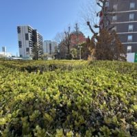 Thumbnail of new posts 159